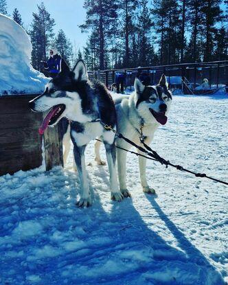 Huskies of Finland