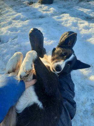 Giving Milli the sled dog some belly rubs