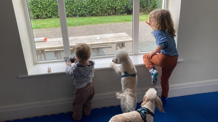 Our kids playing with guest dog Bella and Tucker ❤️