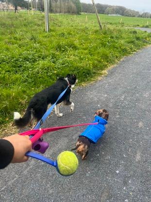 Loki & Mocha out for a walk