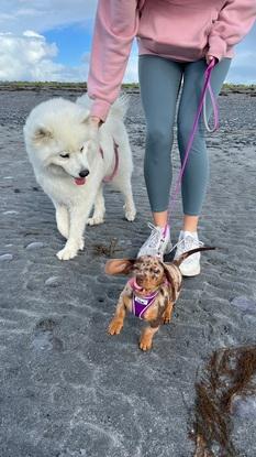 Mocha & Bonnie on the beach