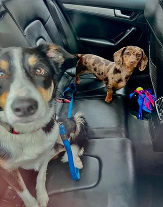Mocha & Loki after a run in the park
