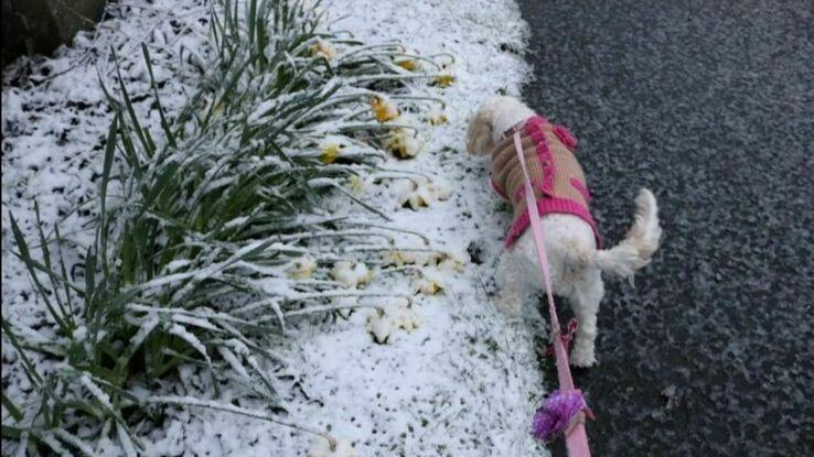 Millie enjoying the snow