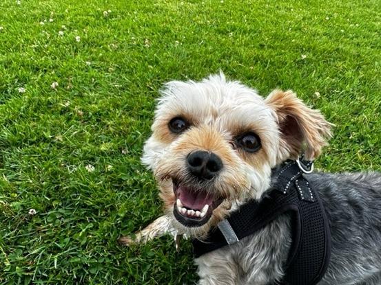 Bertie loves his walks in the park