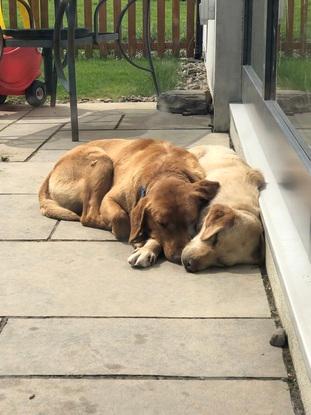 Daphne and Fred all tired out from their walk in the woods